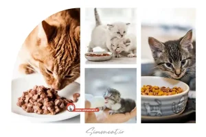 تفاوت غذای خشک بچه گربه با گربه بالغ