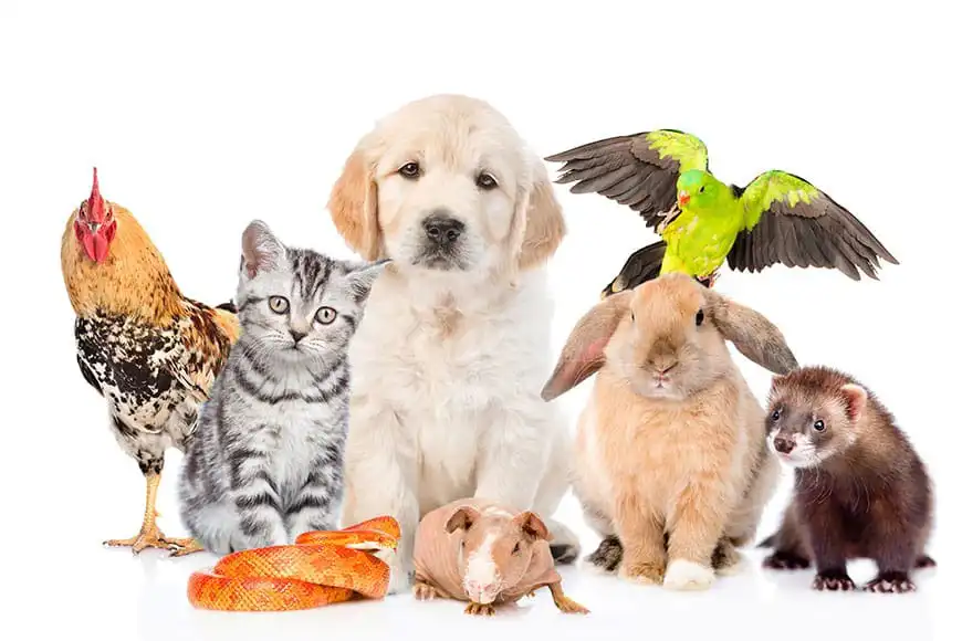 حیوانات خانگی