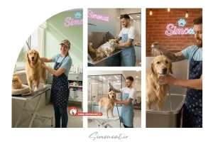 خدمات اصلاح حیوانات خانگی در جنت آباد