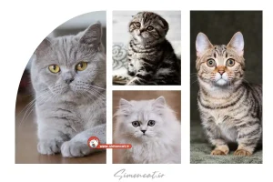 خرید بهترین گربه خانگی