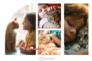 خرید گربه بی دردسر برای کودکان