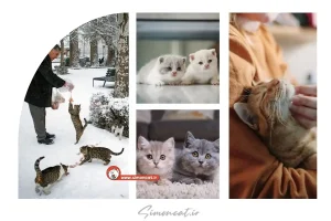 خرید گربه تبریز