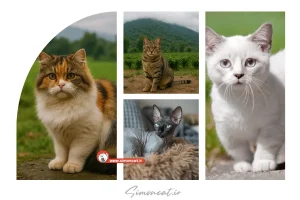 خرید گربه گیلان