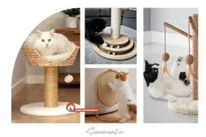 درخت گربه برای آپارتمان