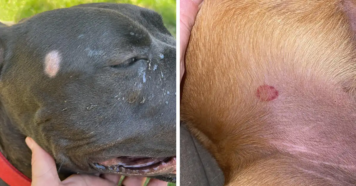 زخم روی بدن سگ