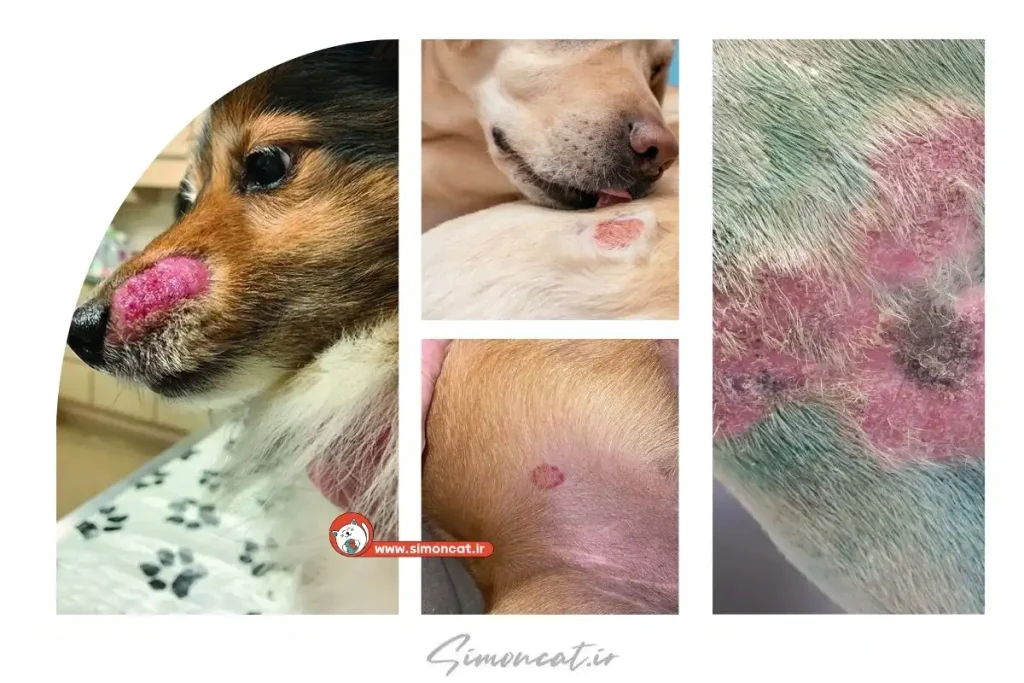 عکس قارچ پوستی سگ