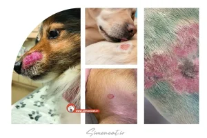 عکس قارچ پوستی سگ
