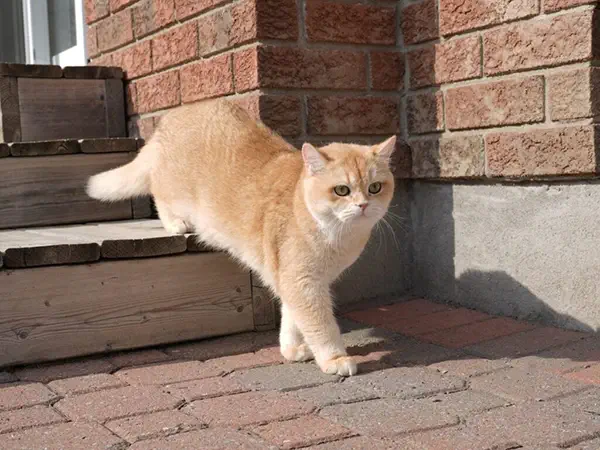 عکس گربه بریتیش گلد