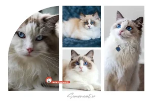 عکس گربه رگدال