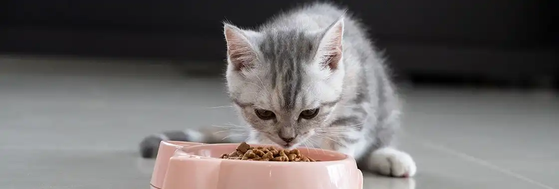 غذای بچه گربه خانگی