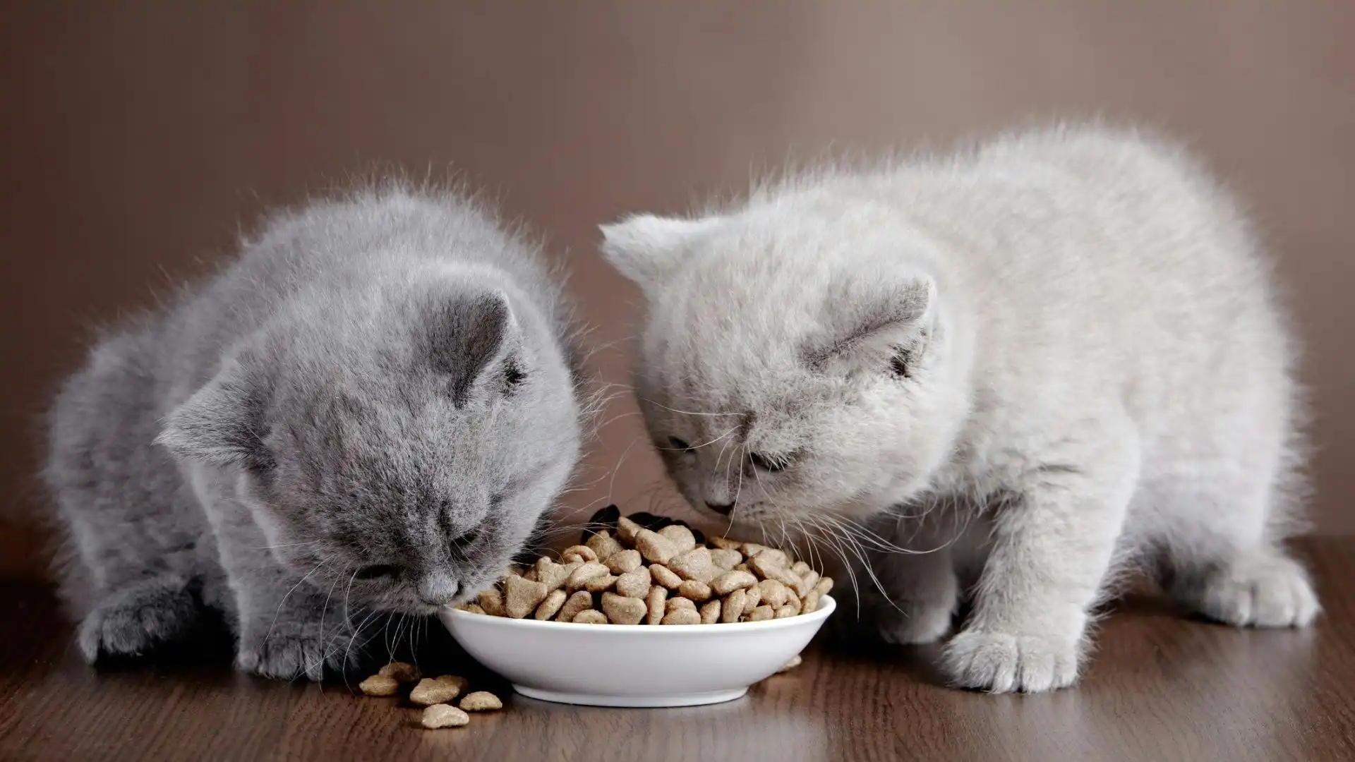 غذای خشک برای بچه گربه