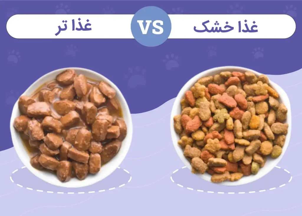 خوراک گربه نژاددار