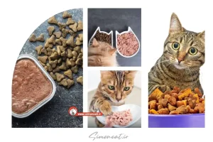 غذای خشک یا تر