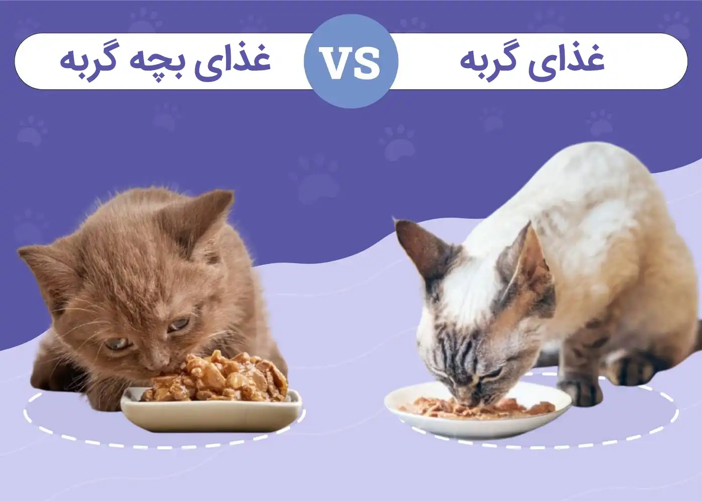 غذای گربه بالغ و بچه گربه