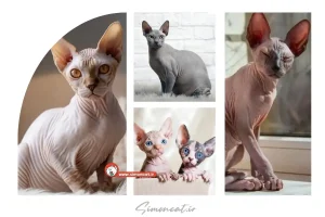 قیمت گربه اسفینکس