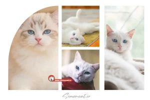 قیمت گربه سفید چشم آبی