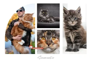 قیمت گربه مین کوون