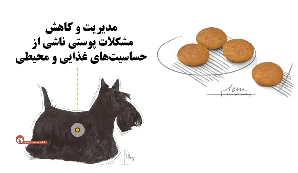 مشخصات غذای خشک سگ رویال کنین