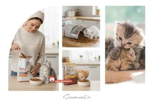 میزان غذای خشک بچه گربه در روز