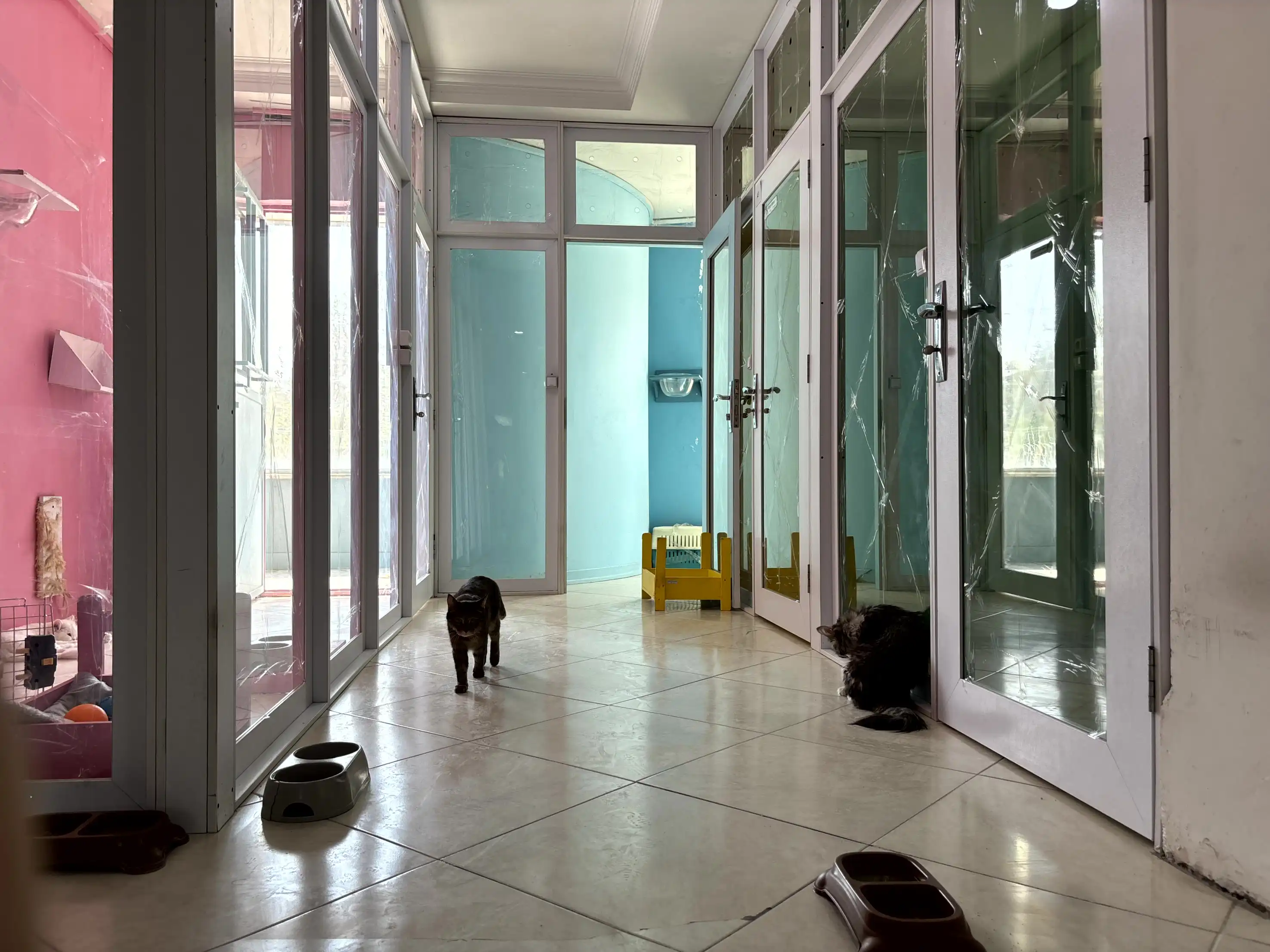 پانسیون انواع نژاد گربه