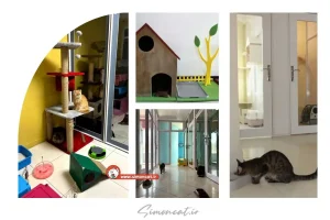 پانسیون گربه در پونک