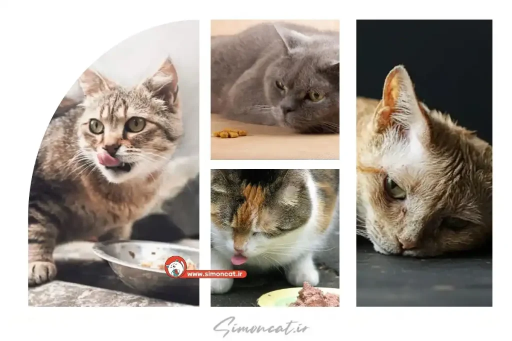 گربه بدغذا و راهکار رفع مشکل