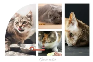 گربه بدغذا و راهکار رفع مشکل