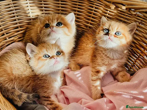 گربه بریتیش گلد