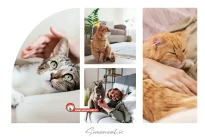 گربه در اسلام نماد چیست