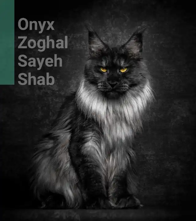 گربه سیاه مین کوون