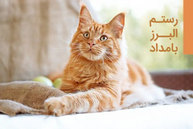 گربه نارنجی نر