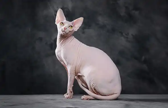 گربه نژاددار خانگی