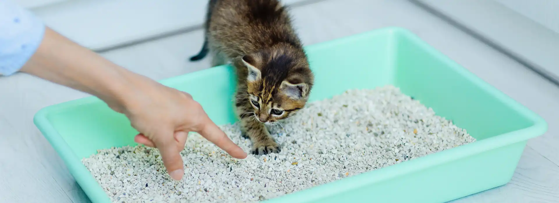 آموزش دستشویی کردن به بچه گربه