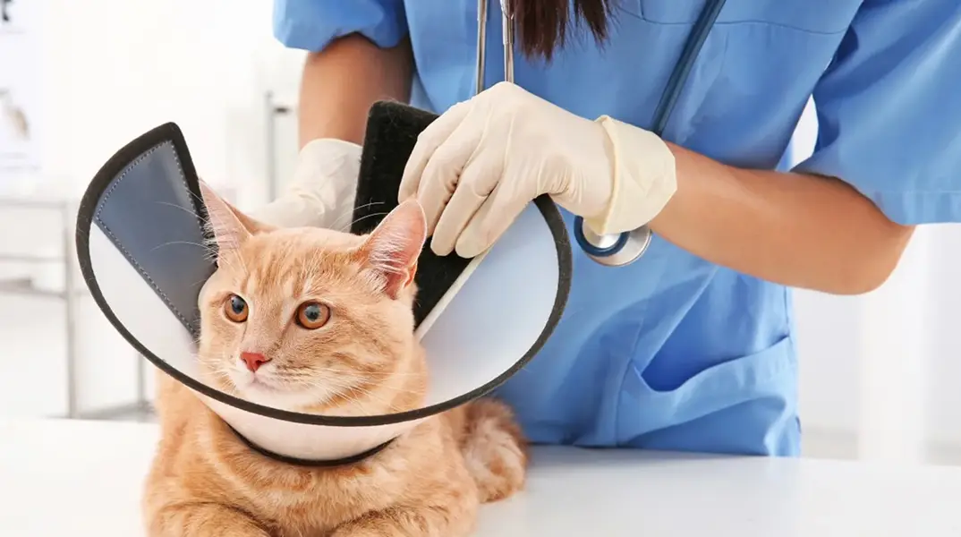 آیا هزینه‌ای برای مشاوره تلفنی با دامپزشک وجود دارد؟