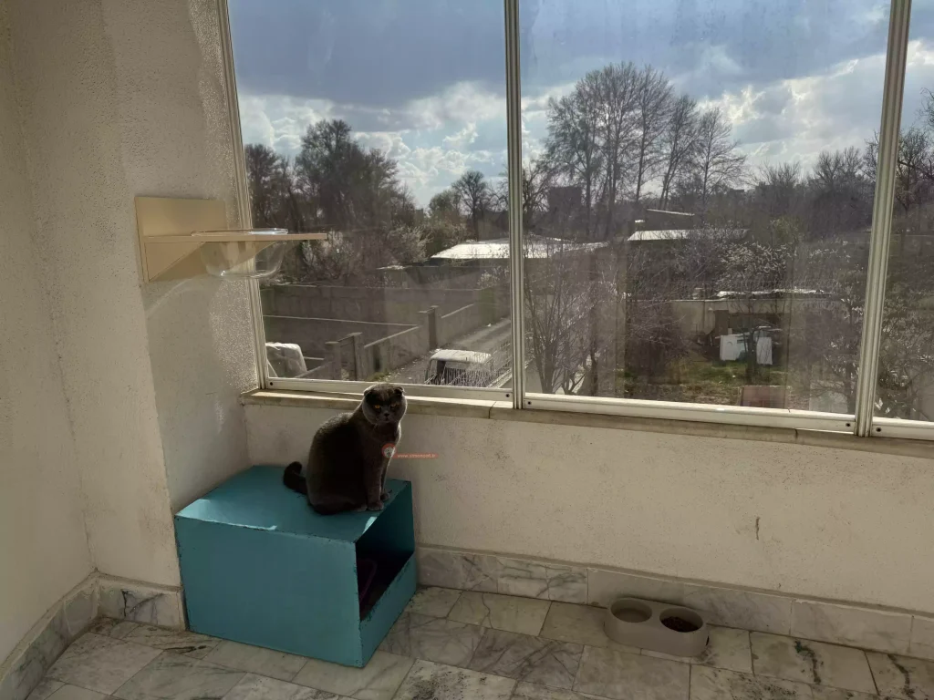 اتاق مینیمال + پانسیون گربه سایمون کت