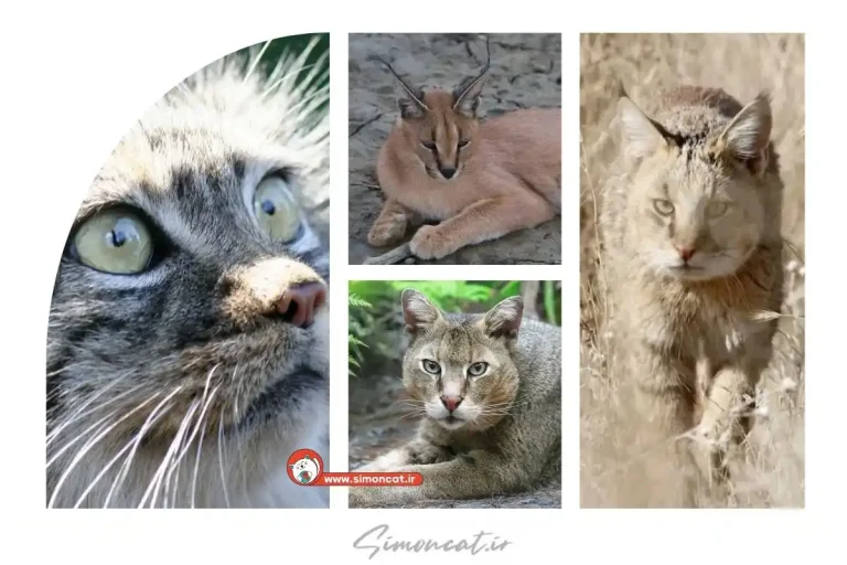 انواع گربه وحشی ایران