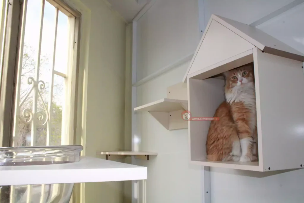 بازی گوشی گربه ها در اتاق مینیمال پانسیون گربه سایمون