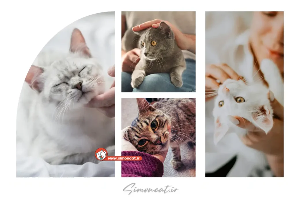 باید و نبایدهای محبت کردن به گربه