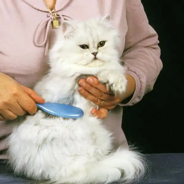 برس کشیدن به گربه پرشین