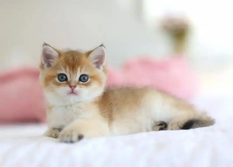 بریتیش چین چیلا