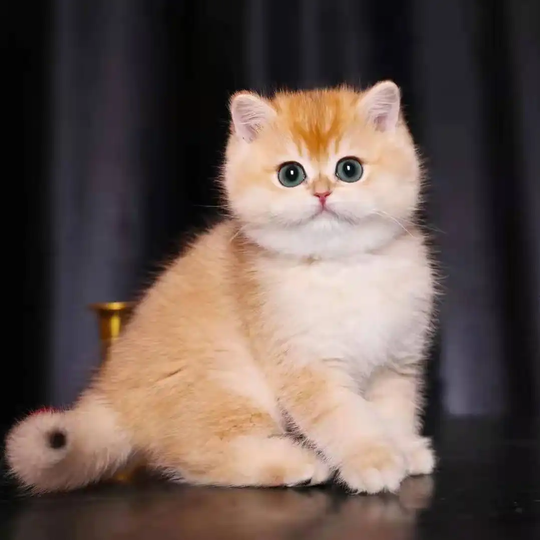 بچه گربه بریتیش گلد