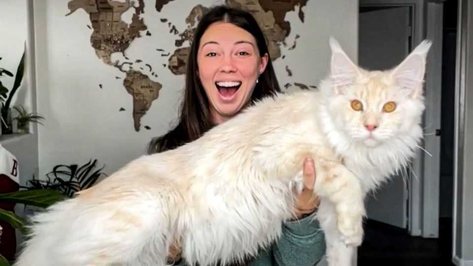 تصویر گربه مین کون