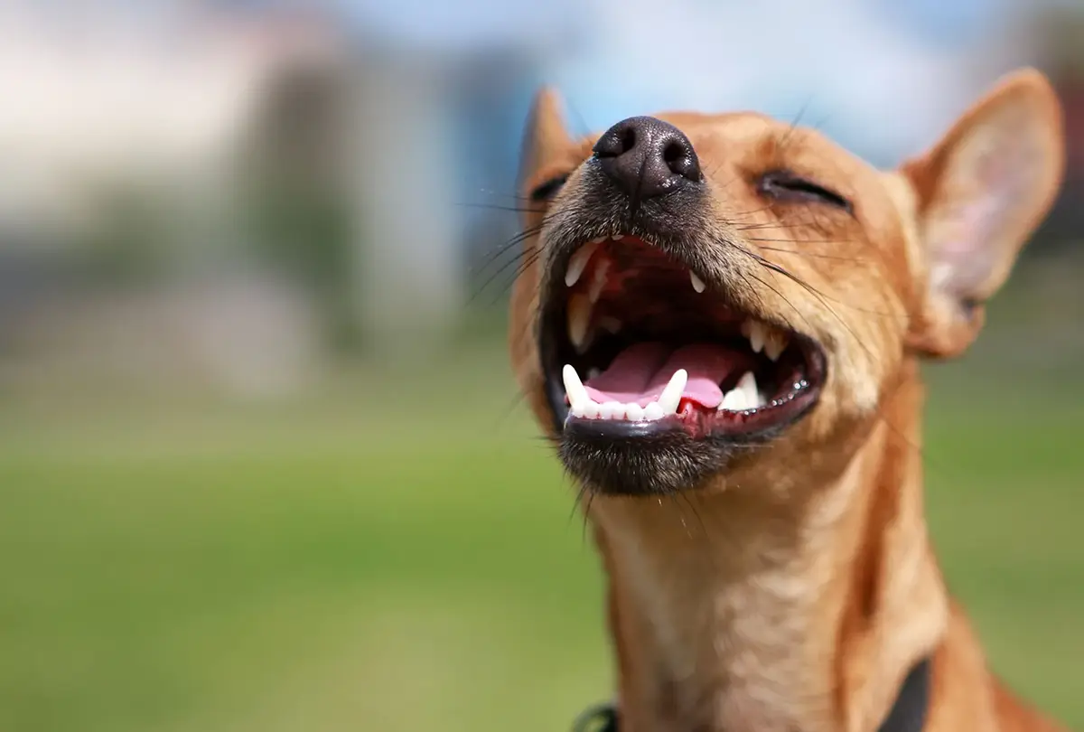 جرم گیری دندان سگ بدون بیهوشی