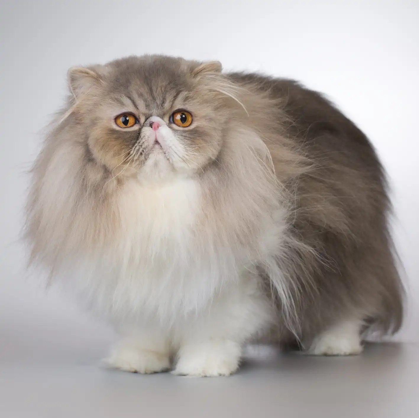 خرید و فروش گربه