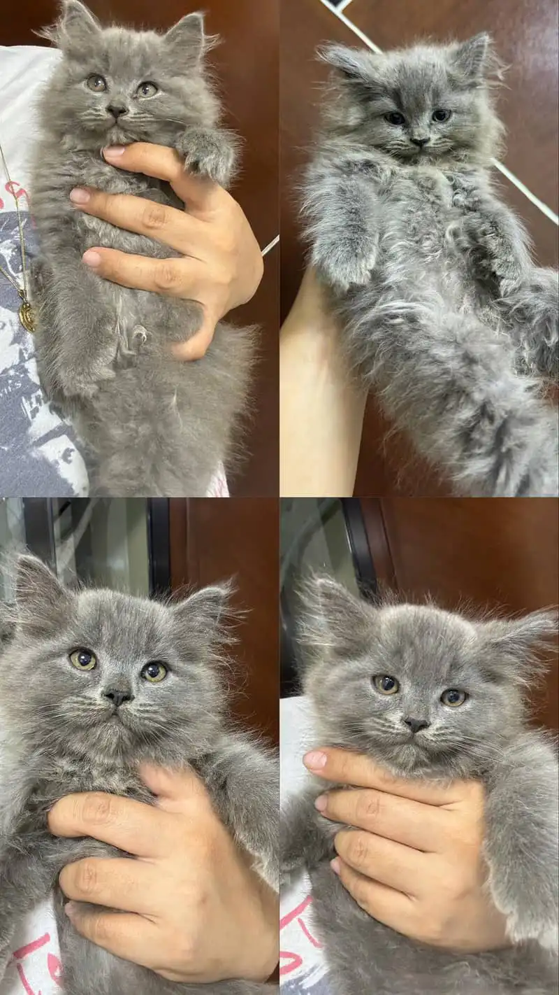 خرید پرشین کت