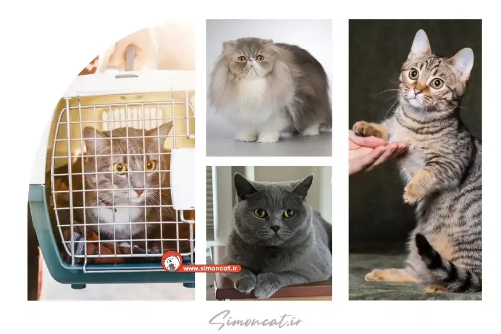 خرید گربه جنت آباد تهران