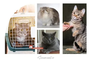 خرید گربه جنت آباد تهران