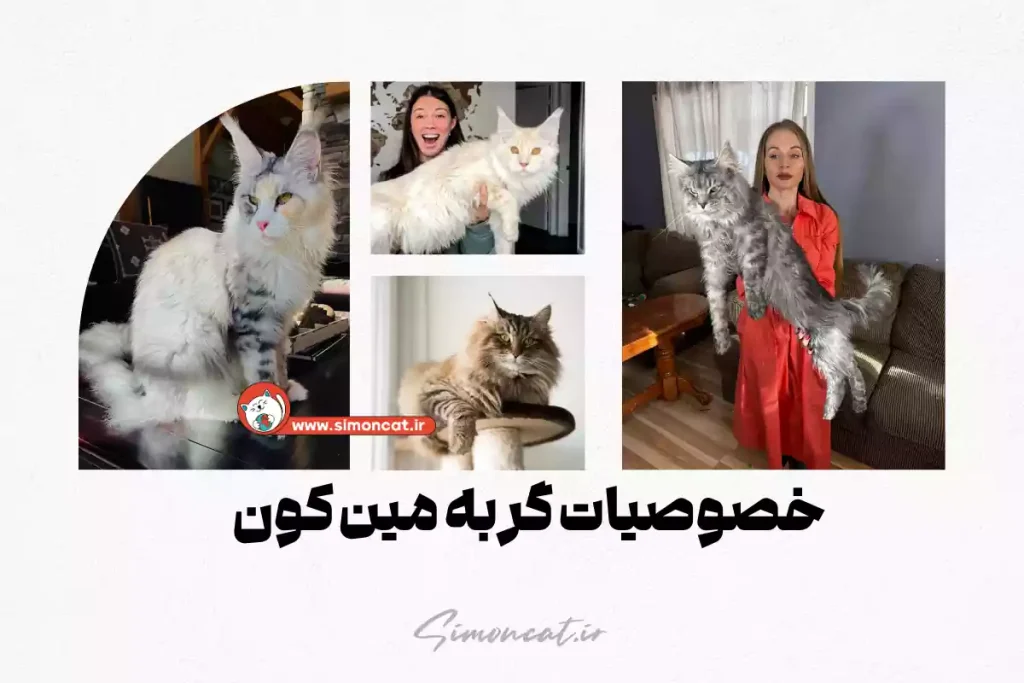 خصوصیات گربه مین کون