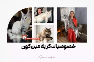 خصوصیات گربه مین کون