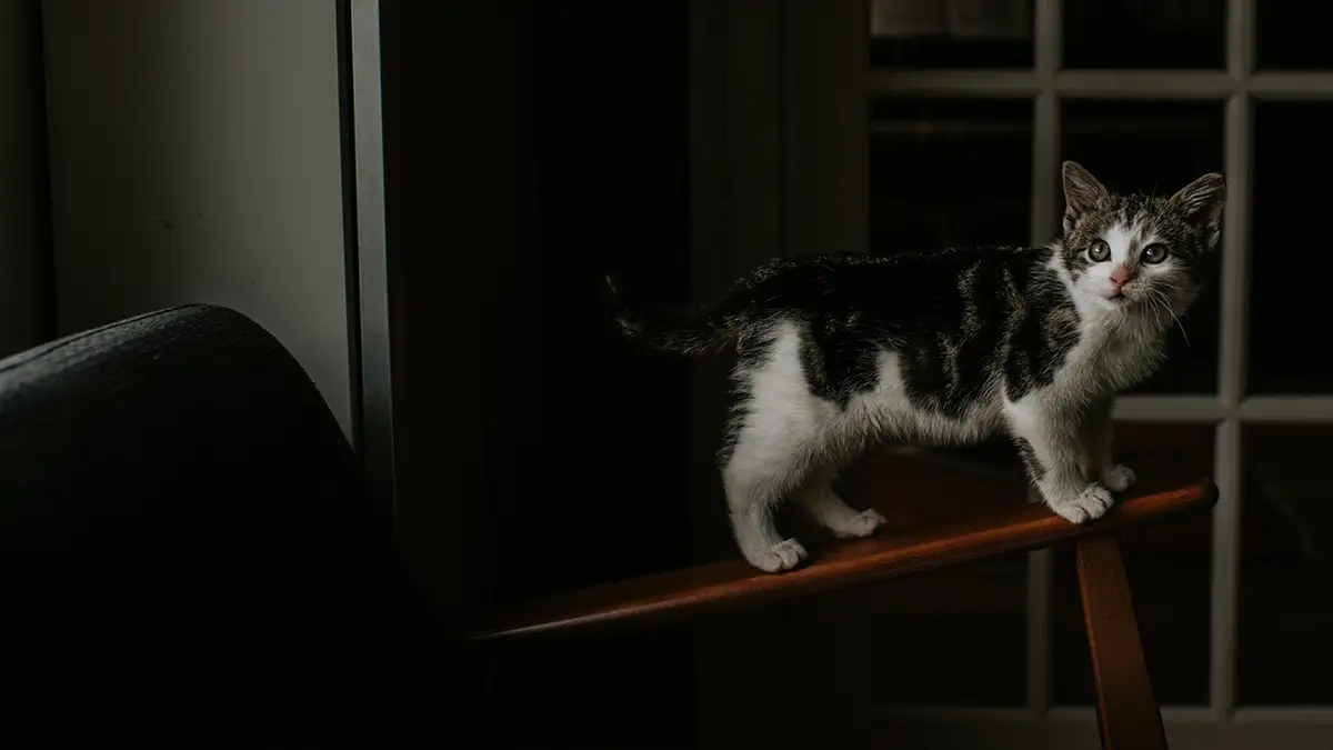 دلیل صدای عجیب گربه ها